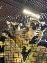 -Zoolung Zoolung动物主题公园(海信广场店)