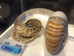 -贝壳梦幻世界