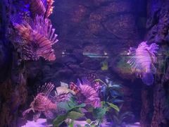 -梦幻海洋王国(吾悦广场张家港店)