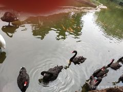 -海南热带野生动植物园