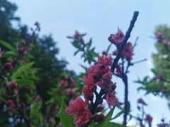 -桃花涧