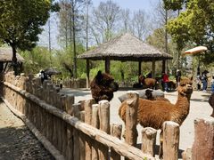 -上海野生动物园