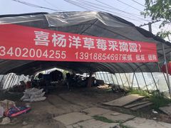 -喜杨洋草莓采摘园