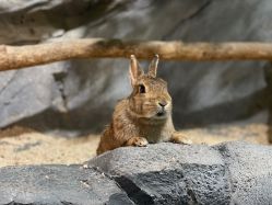 -Zoolung Zoolung动物主题公园(海信广场店)