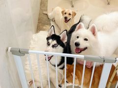 -共舞时光猫咖·狗咖(新街口店)