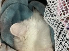 -纳吉亚猫专科动物诊疗中心(蒋宅口分院)