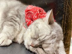 -猫色咖啡·猫咖