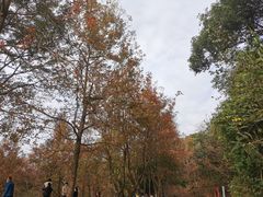 -广州市石门国家森林公园