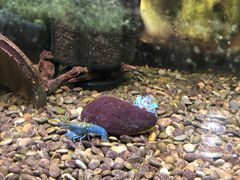 -上海大自然野生昆虫馆(东方明珠·爬宠昆虫探索中心)