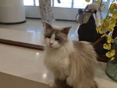-共舞时光猫咖·狗咖(新街口店)