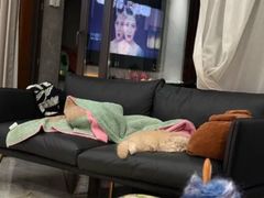 -momokira米努特·德文卷毛猫·棉花面纱犬