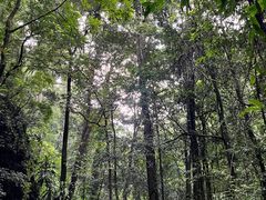 -莫里热带雨林景区