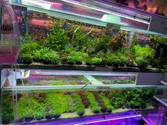-双季花艺园艺市场(浦东店)