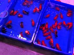 -中环花鸟鱼虫市场
