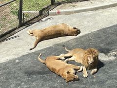 -大连森林动物园