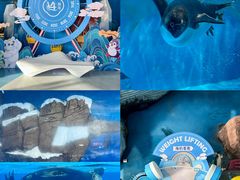 -海合安天津极地海洋公园