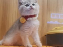 -欣宠猫屋·矮脚拿破仑·蓝金金渐层