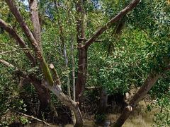 -东寨港红树林旅游区