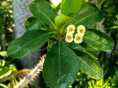 -国家植物园南园