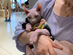 -藏猫猫咖啡主题馆(中央大道店)