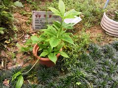 -广州神农草堂中医药博物馆