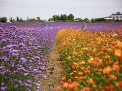 -紫颐香薰山谷景区