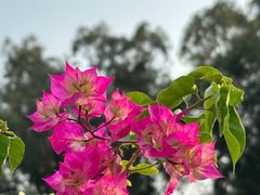 -莲花山公园
