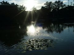 -大湾区中央湿地公园