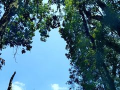 -云南屏边大围山国家公园