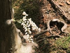 -西芳寺(苔寺)