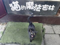 -猫的魔法密林(衣裳街店)