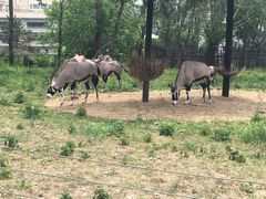 -大连森林动物园