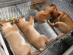 -东浩兰生上海世博展览馆