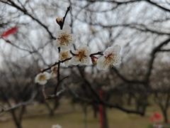 -香雪海