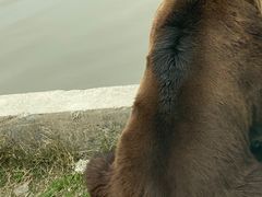 -上海野生动物园
