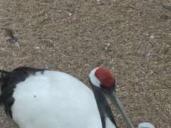 -盐城丹顶鹤湿地生态旅游区