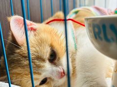 -艾吉宠物医院·疑难杂症转诊中心·猫友好(碧江路院)