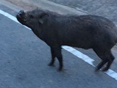 -清迈夜间动物园