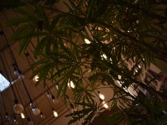 -植觉