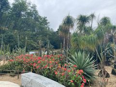 -深圳仙湖植物园