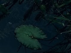 -东莞植物园