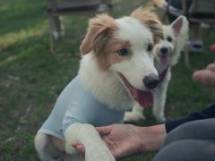 -爪吧宠物乐园 (温榆河示范区店)