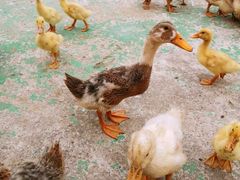 -前小桔亲子创意农场·草莓采摘·露营烧烤