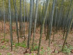 -南京老山国家森林公园