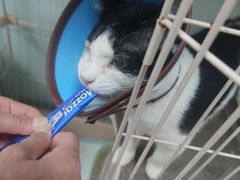 -嘉馨宠物医院·CT影像转诊·心脏科·犬猫全科诊疗中心(下沙大学城院区)