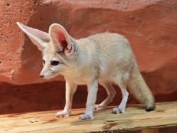 -Zoolung Zoolung动物主题公园(海信广场店)