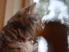 -海边的猫和咖啡馆
