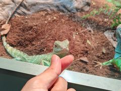-上海大自然野生昆虫馆(东方明珠·爬宠昆虫探索中心)