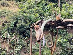 -西双版纳原始森林公园