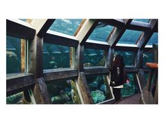 -西雅图水族馆